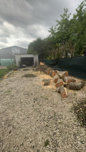 Photo de galerie - Abattu un arbre