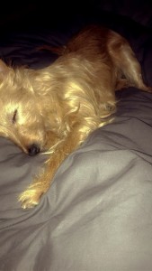 Photo de galerie - Garde chien