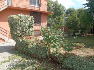 Photo de galerie - Taille de haies et d'arbustes