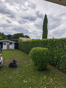 Photo de galerie - Taille d'une haie en 2 niveaux 