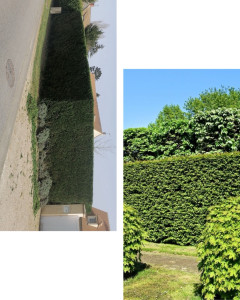 Photo de galerie - Taille 