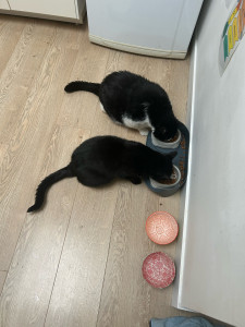 Photo de galerie - Garde chat