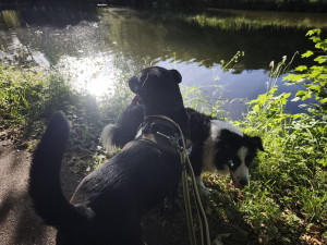 Photo de galerie - Garde chien