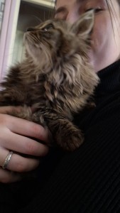Photo réalisation - Garde chat - Isabelle F. - Chantilly (La Canardiere-Le Castel) : Petite raya a été adoptée 