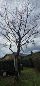 Photo de galerie - Intervention sanitaire sur un Cerisier d'automne