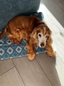 Photo de galerie - Garde chien