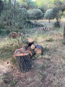 Photo de galerie - Elagage et coupe d'arbres