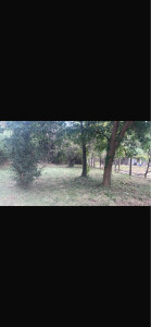 Photo de galerie - Débroussaillage entretien complet et taille des arbre