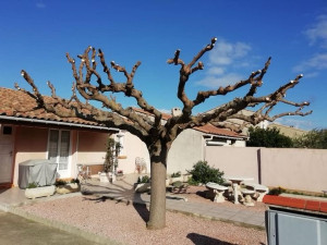 Photo de galerie - Taille de mûrier platane 