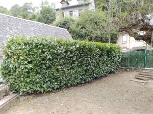 Photo de galerie - Haie