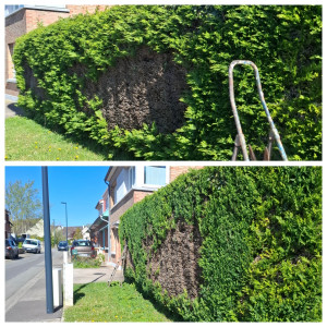 Photo de galerie - Taille d'une haie 