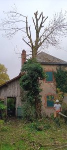 Photo de galerie - Abattage d'arbres a risque 