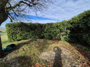 Photo de galerie - Taille de haies et d'arbustes