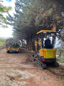 Photo de galerie - Remise en forme de la haie