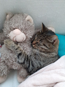 Photo de galerie - Garde chat