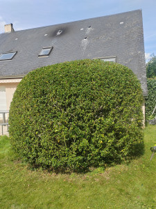 Photo de galerie - Taille de haies et d'arbustes