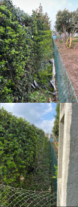 Photo de galerie - Taille de pyracantha 