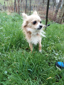 Photo de galerie - Garde animaux, promenade, visites, soins, câlinoux,joujoux,
Animaux divers,chats,chiens, de la ferme
Bienveillance,respect,Amour