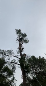 Photo de galerie - Abattage d’un arbre, très dangereux