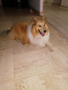 Photo de galerie - Alpha  (shetland)