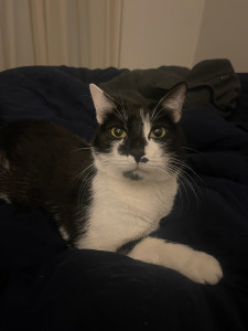 Photo de galerie - Garde de chat ?