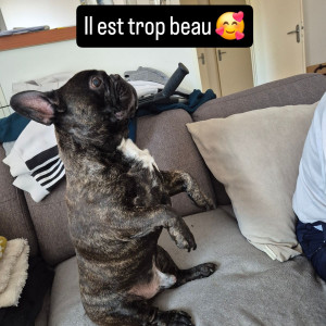 Photo de galerie - Garde chien