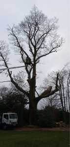 Photo de galerie - Elagage et coupe d'arbres