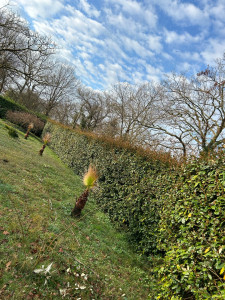 Photo de galerie - Taille de haies et d'arbustes