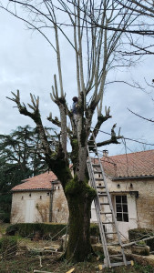 Photo de galerie - Elagage  deux tilleul