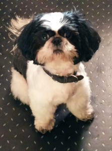 Photo de galerie - Toiletteuse à domicile 