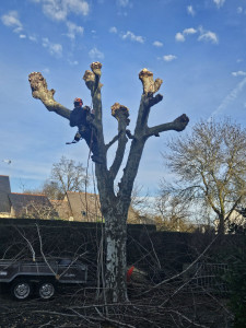 Photo de galerie - Elagage et coupe d'arbres