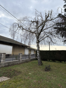 Photo de galerie - Élagage d'arbre 