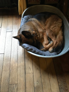 Photo de galerie - Garde chien