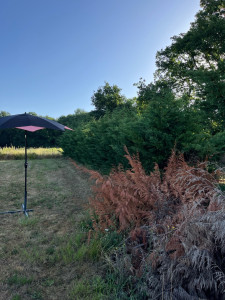 Photo de galerie - Elagage et coupe d'arbres