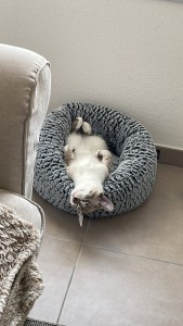Photo de galerie - Garde chat