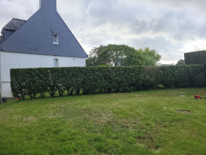 Photo de galerie - Réalisation d'une taille de haie de laurier palme 