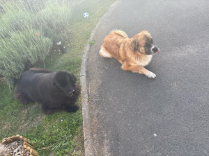 Photo de galerie - Garde chez le maître 