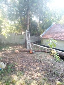 Photo de galerie - élagage 
abattage 
broyage 
débroussaillage 