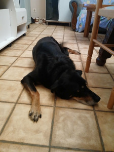 Photo de galerie - Voici un chien que je gardais chez son propriétaire lors de son absence 