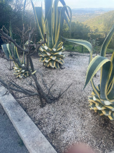 Photo de galerie - Taille d agave