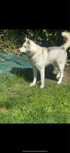 Photo de galerie - Garde chien