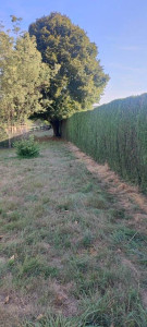 Photo de galerie - Taille de haies et d'arbustes