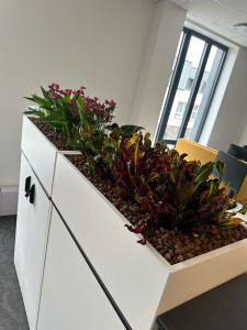 Photo de galerie - Plantation à l’intérieur, ce sont des vraies plantes, pas de l’artificielle