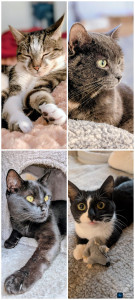 Photo de galerie - Mes animaux 