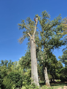 Photo de galerie - Coupe de branchages, élagage d'arbres