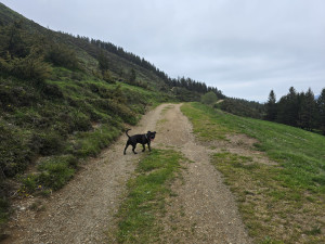 Photo de galerie - Garde de chiens 