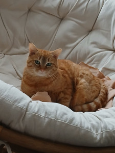 Photo de galerie - Garde chat