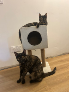 Photo de galerie - Visite chats