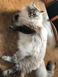 Photo de galerie - Je peux garder vos chats