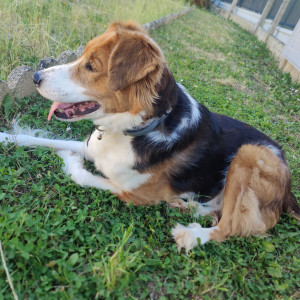 Photo de galerie - Neiko , 8 ans 
Garde de 4 jours du 29/05/2025 compris au 01/06/2025 compris 